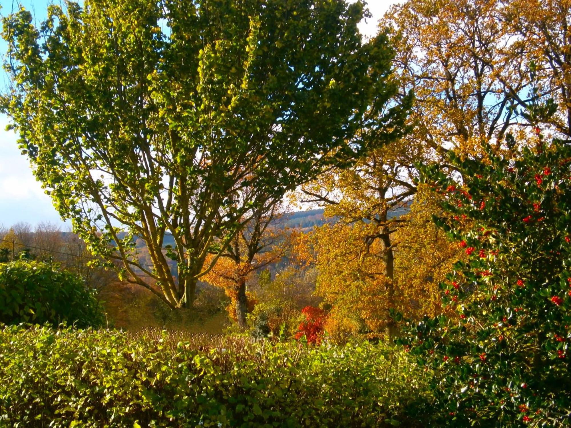 Le Renard'Or Bed and Breakfast Trois-Ponts Eksteriør billede