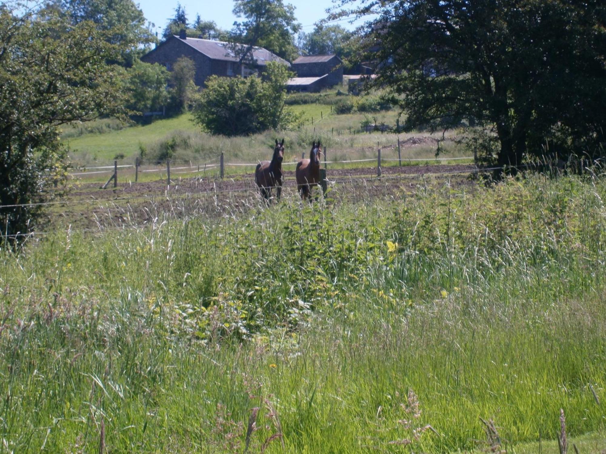 Le Renard'Or Bed and Breakfast Trois-Ponts Eksteriør billede